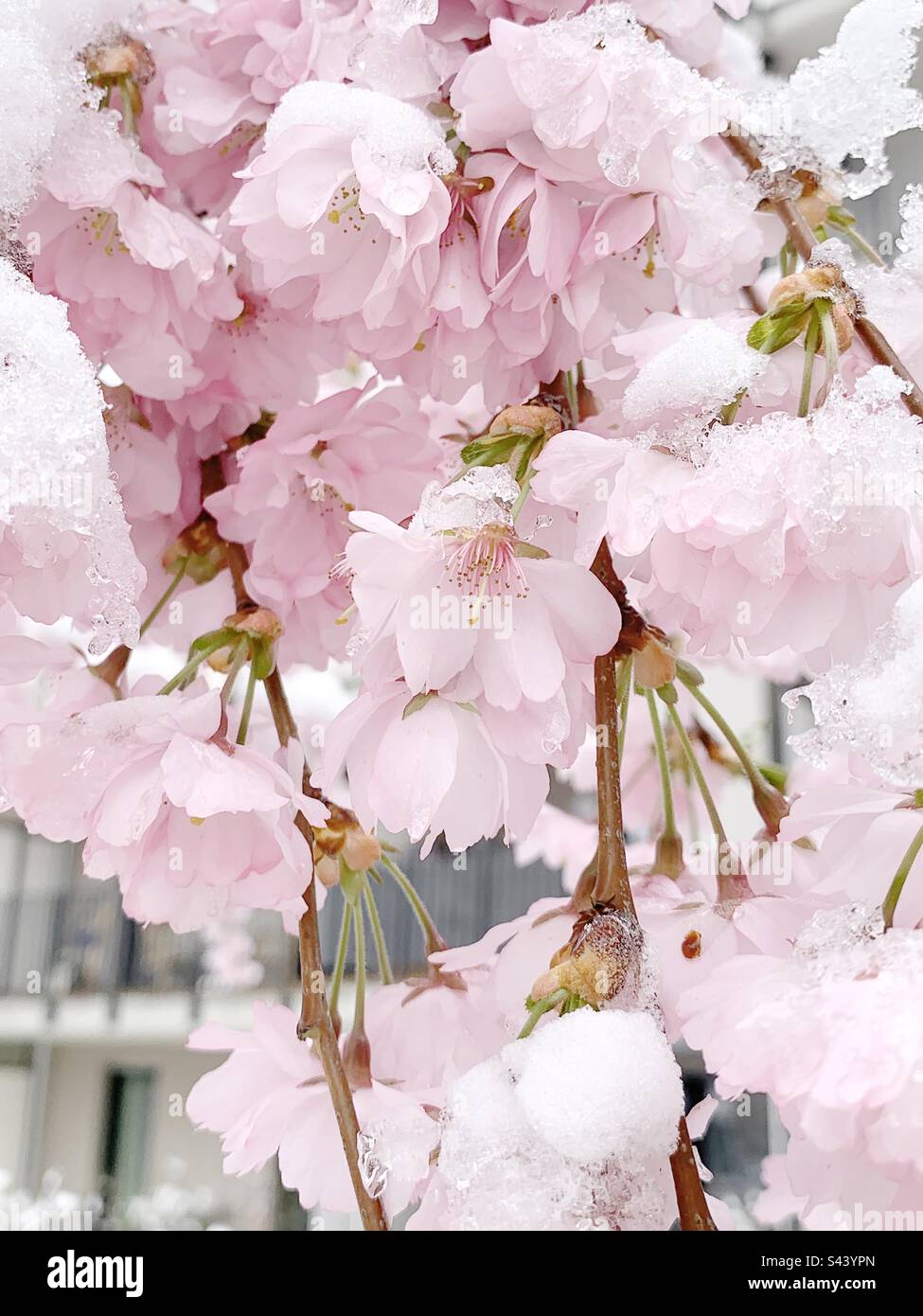 Sakura fiorisce sotto la neve - Immagine stock catturata con smartphone