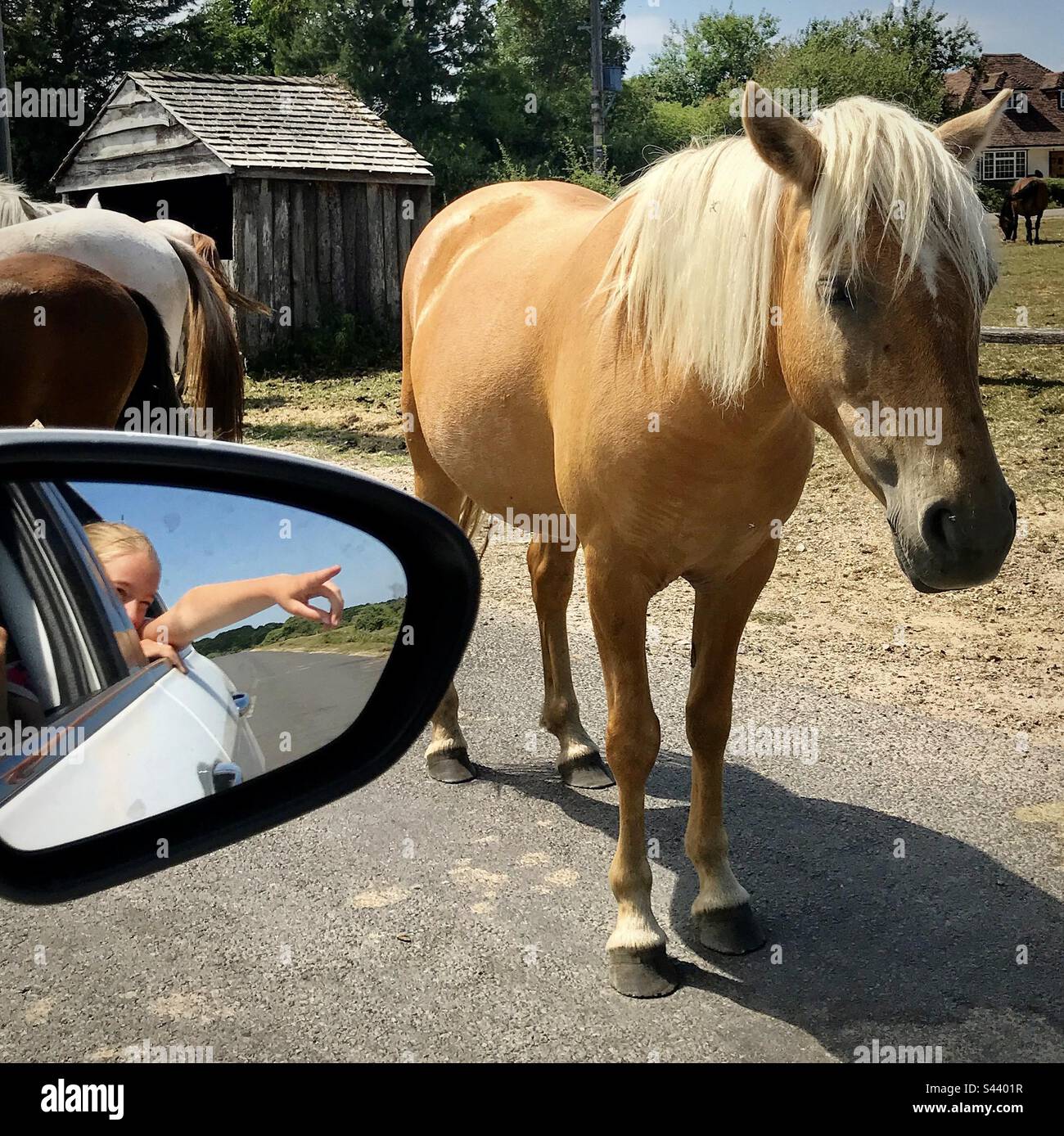 Ragazza giovane in uno specchio auto che indica un selvaggio vagare bel cavallo in piedi su una strada pubblica amante degli animali in vacanza Foto Stock