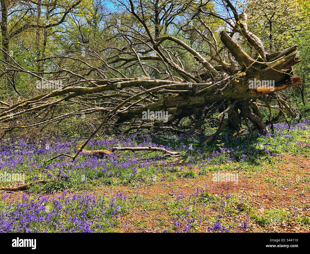 Albero caduto e bluebells in primavera vicino a Winchester Hampshire Regno Unito - Immagine stock catturata con smartphone