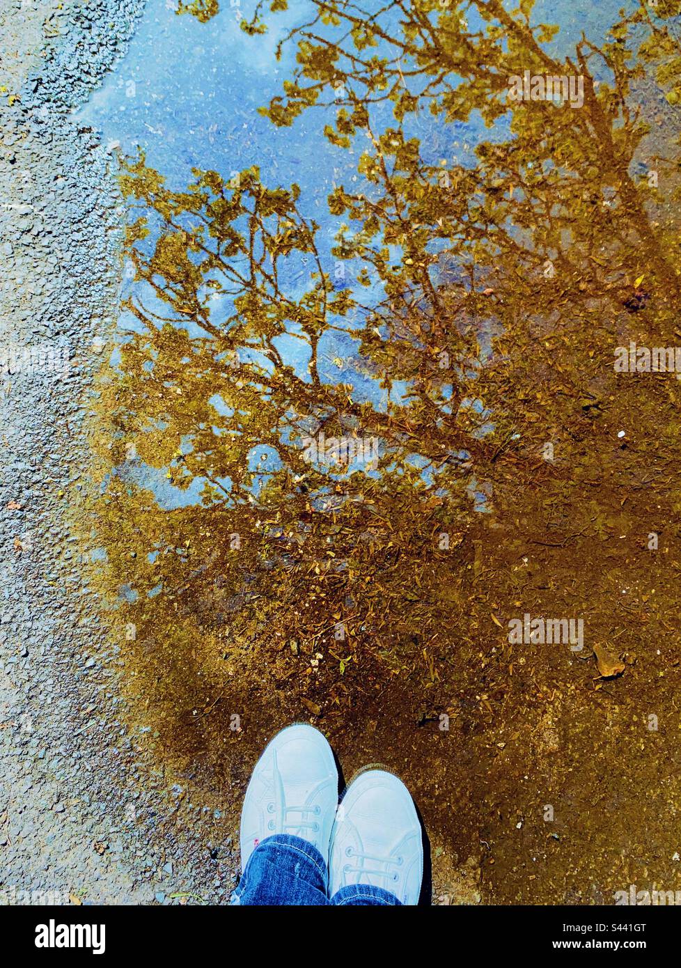 Albero riflesso in una pozza Foto Stock