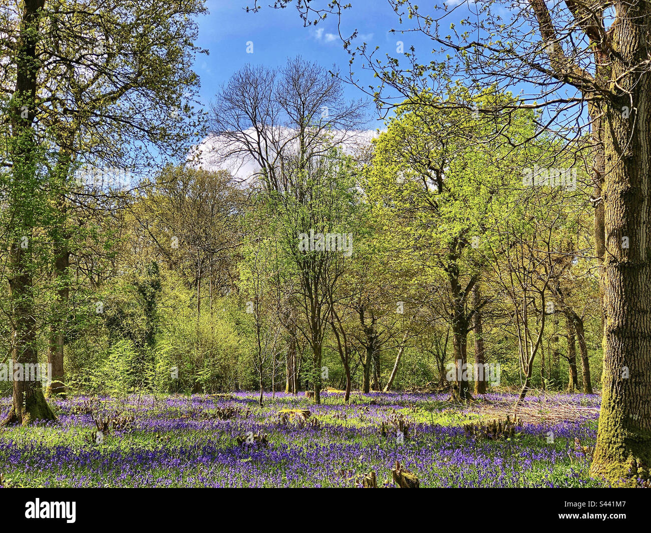Bluebells cresce nelle foreste sgombrate vicino a Winchester Hampshire Regno Unito - Immagine stock catturata con smartphone