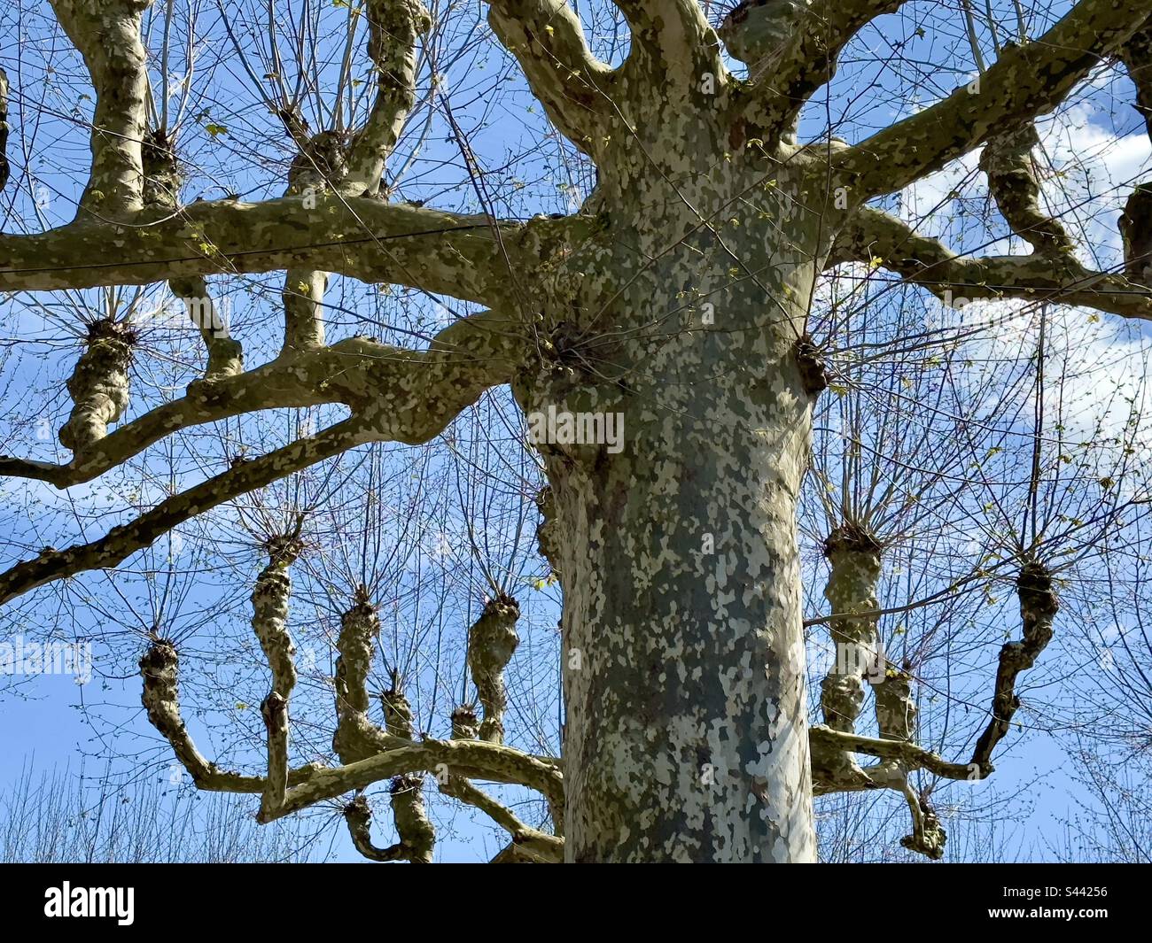 Due alberi, potati o pollardati alla moda francese contro un cielo blu Foto Stock