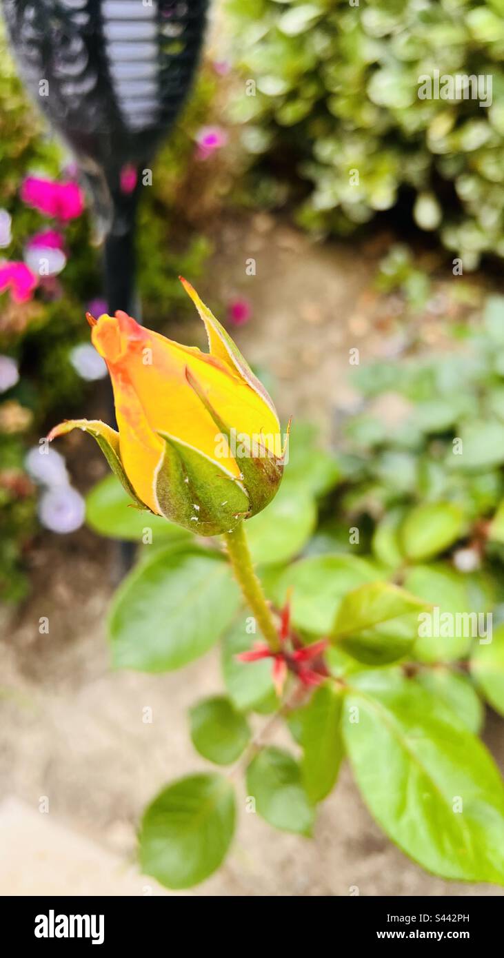 Bocciolo di rosa Foto Stock