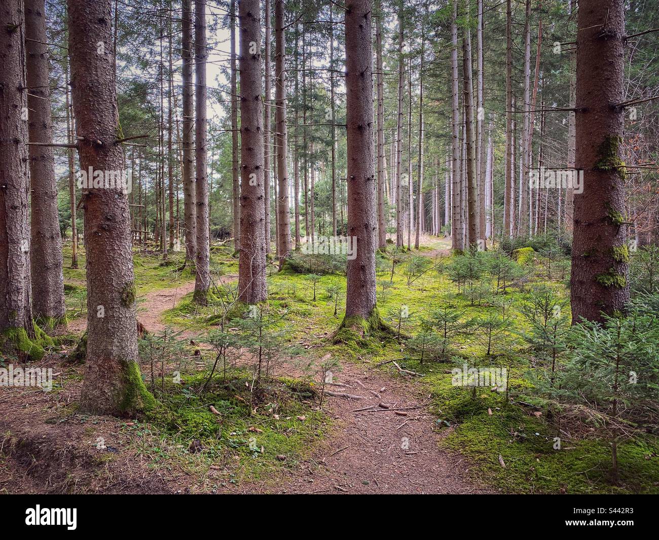 Foresta con muschio verde e pini nel sud di Monaco, Germania. Foto Stock