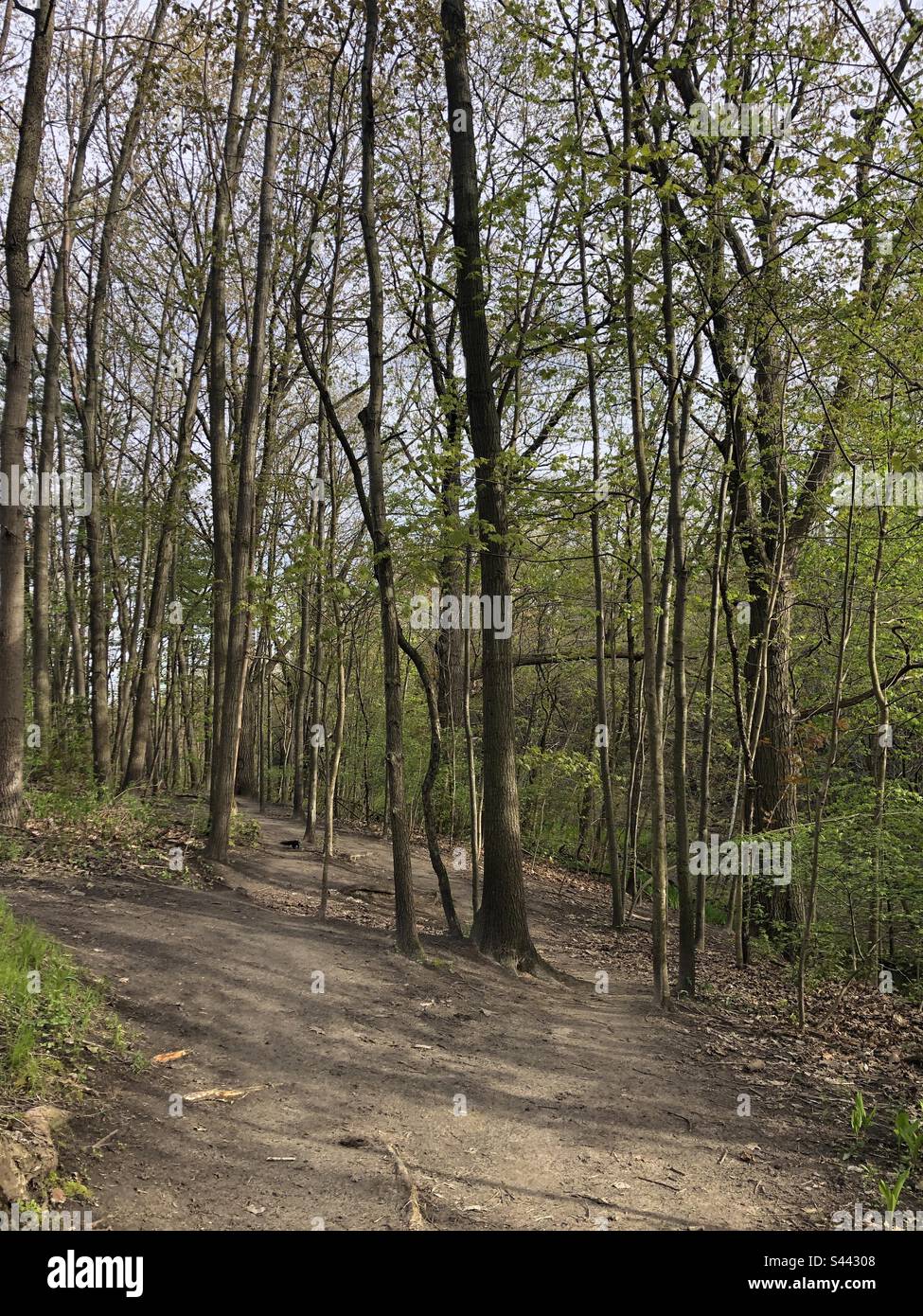 Un percorso nel bosco. Foto Stock