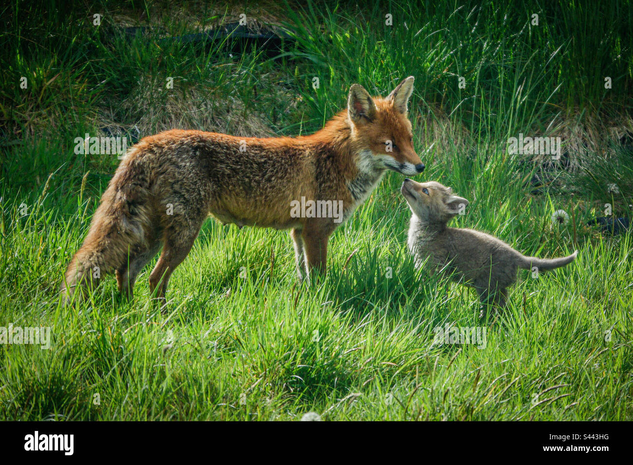 Volpi della città - Un vixen e il suo cucciolo di volpe in un giardino suburbano a Clarkston, Scozia Foto Stock