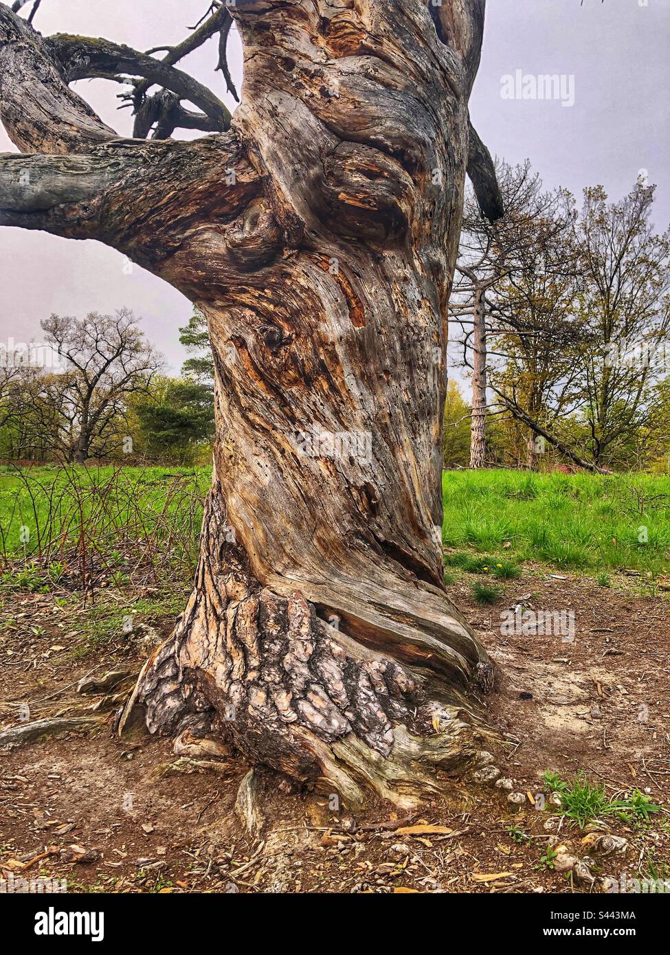 Antico tronco di albero. Foto Stock