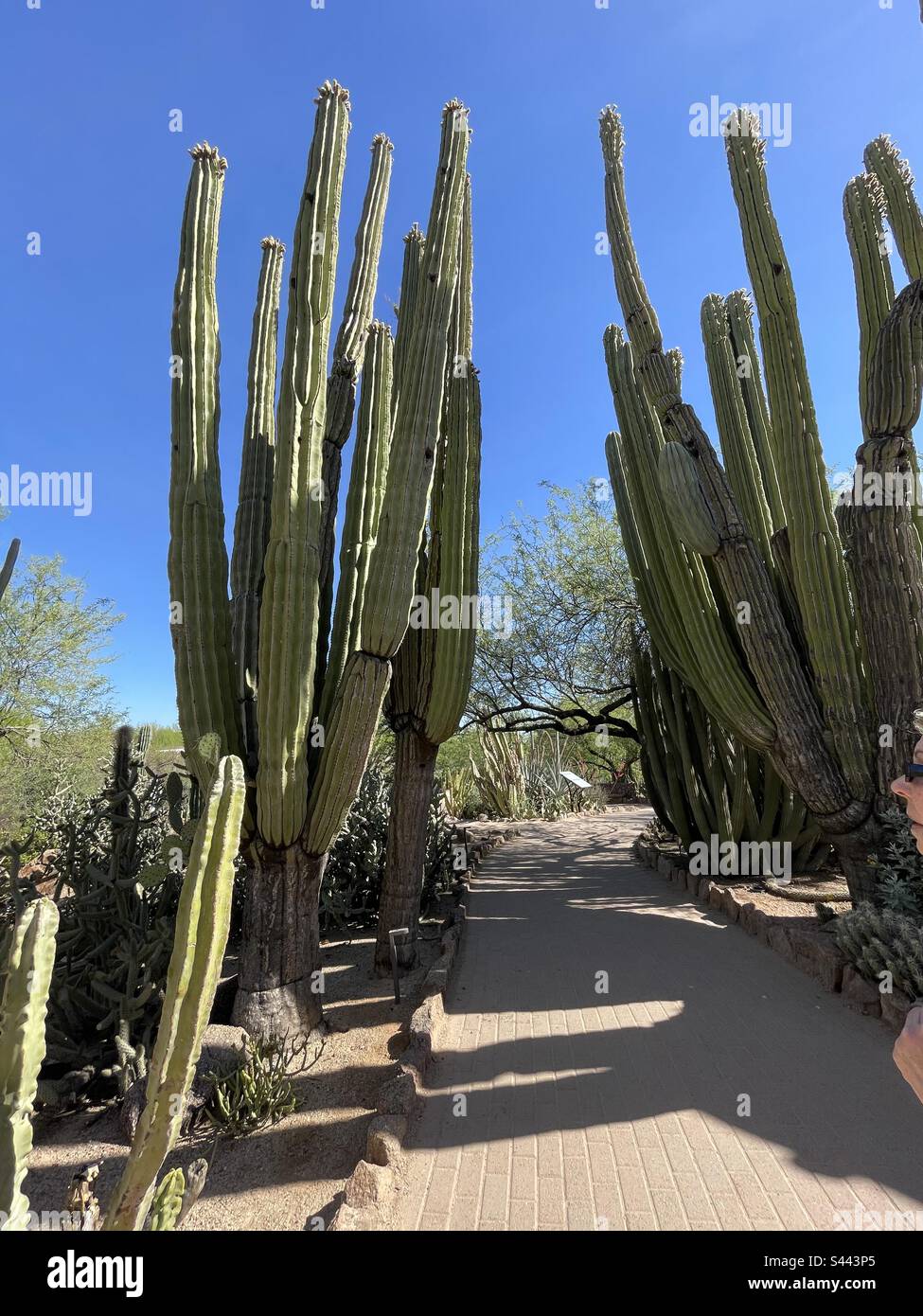 Cacti, Phoenix Desert Botanical Gardens, Arizona, percorso attraverso le ombre, Giant Mexican Cardon, cielo blu brillante Foto Stock