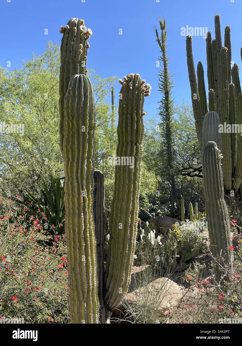 Grandi fiori a forma di tromba bianca, Cacti, Phoenix Desert Botanical Gardens, Arizona, Giant Mexican Cardon in fiore, cielo blu brillante, fiori di Fairy Duster rosso brillante Foto Stock