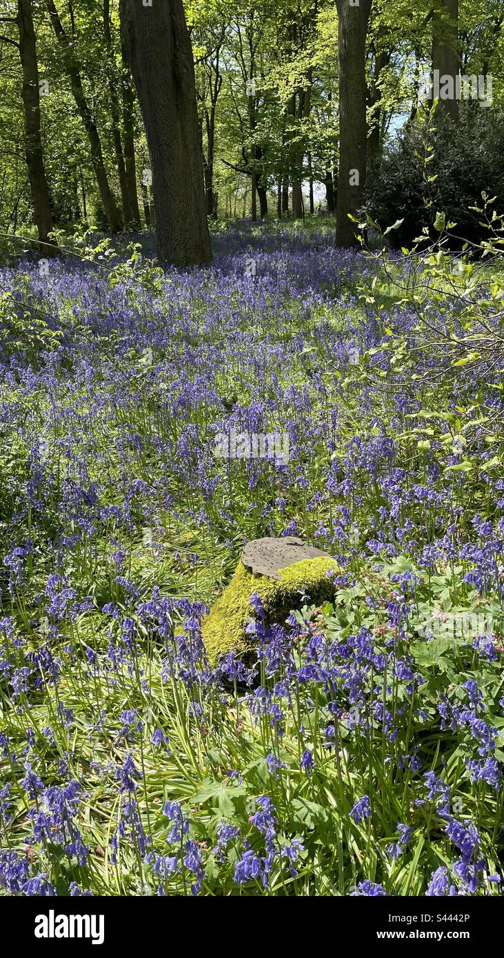 Bluebell Woodland, Renishaw Hall, Chesterfield, Derbyshire, Inghilterra, REGNO UNITO - Immagine stock catturata con smartphone