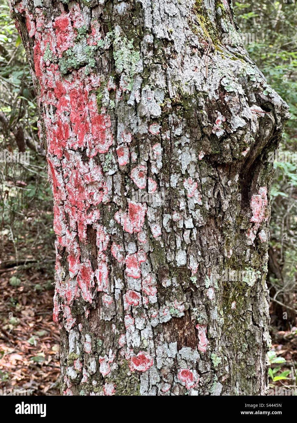 (Arthoniaceae) è una specie di lichene della famiglia Arthoniaceae di funghi. La specie è prominente in tutte le aree selvagge della Florida - Immagine stock catturata con smartphone