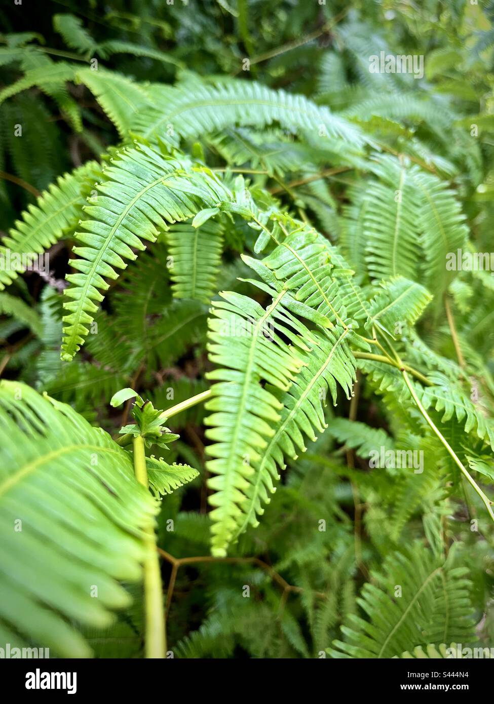 Primo piano di foglie verdi tropicali nel loro ambiente naturale. Foto scattata in Guadalupa nel maggio 2023 Foto Stock