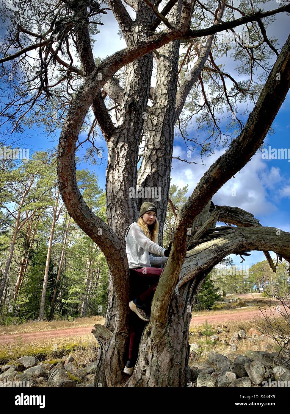 Una ragazza avventurosa esplorante giovane figlia di 11 anni seduta su un grande albero su una collina nelle isole Åland Mar Baltico Finlandia Foto Stock