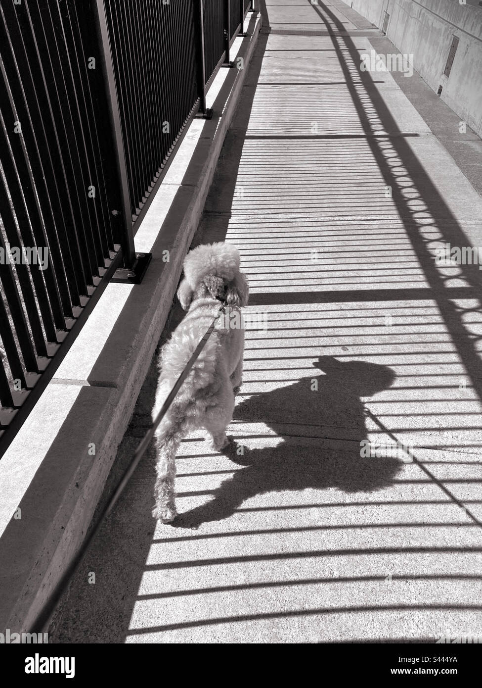 Poodle e la sua ombra camminando accanto a ringhiere e ombre. Bianco e nero. - Immagine stock catturata con smartphone