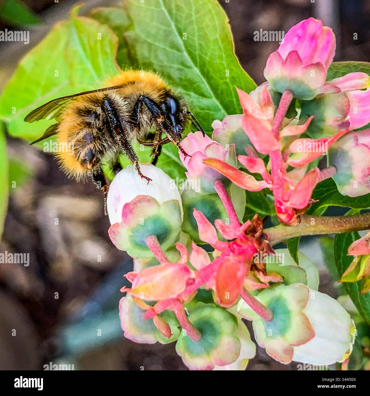 Un cardato comune Bumblebee impollinare un fiore su un cespuglio di mirtillo Foto Stock