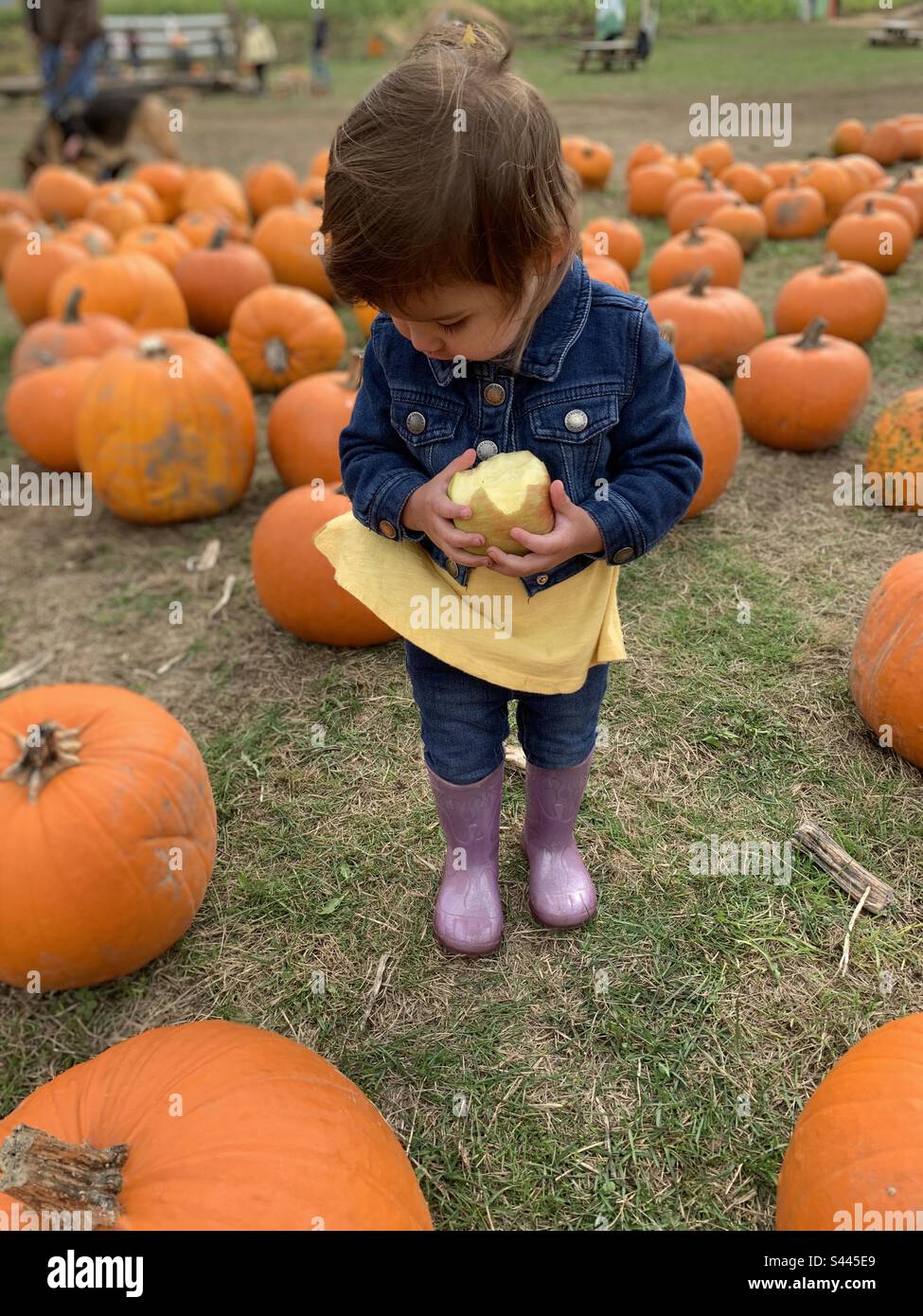 Bambina che mangia la mela in una camicia di spazzatura a vento patch di zucca. Foto Stock