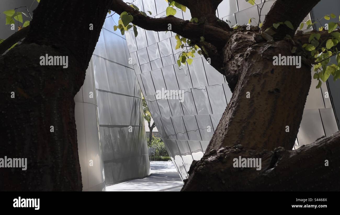 Guardando attraverso rami di albero verso l'edificio metallico presso il parco comunale in una giornata d'inverno nel centro di Los Angeles, dietro la Walt Disney Concert Hall Foto Stock