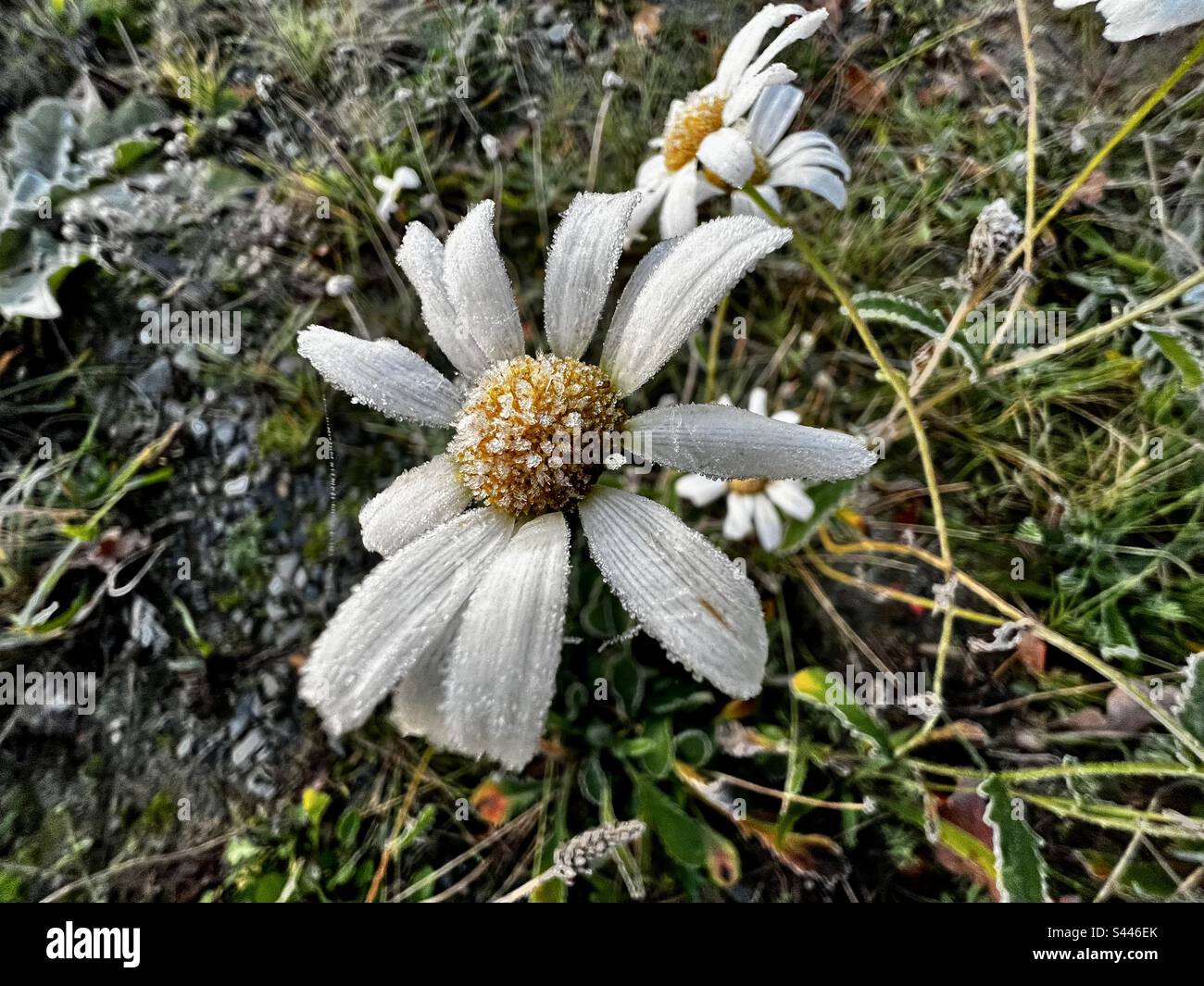 Fiore di ghiaccio Foto Stock