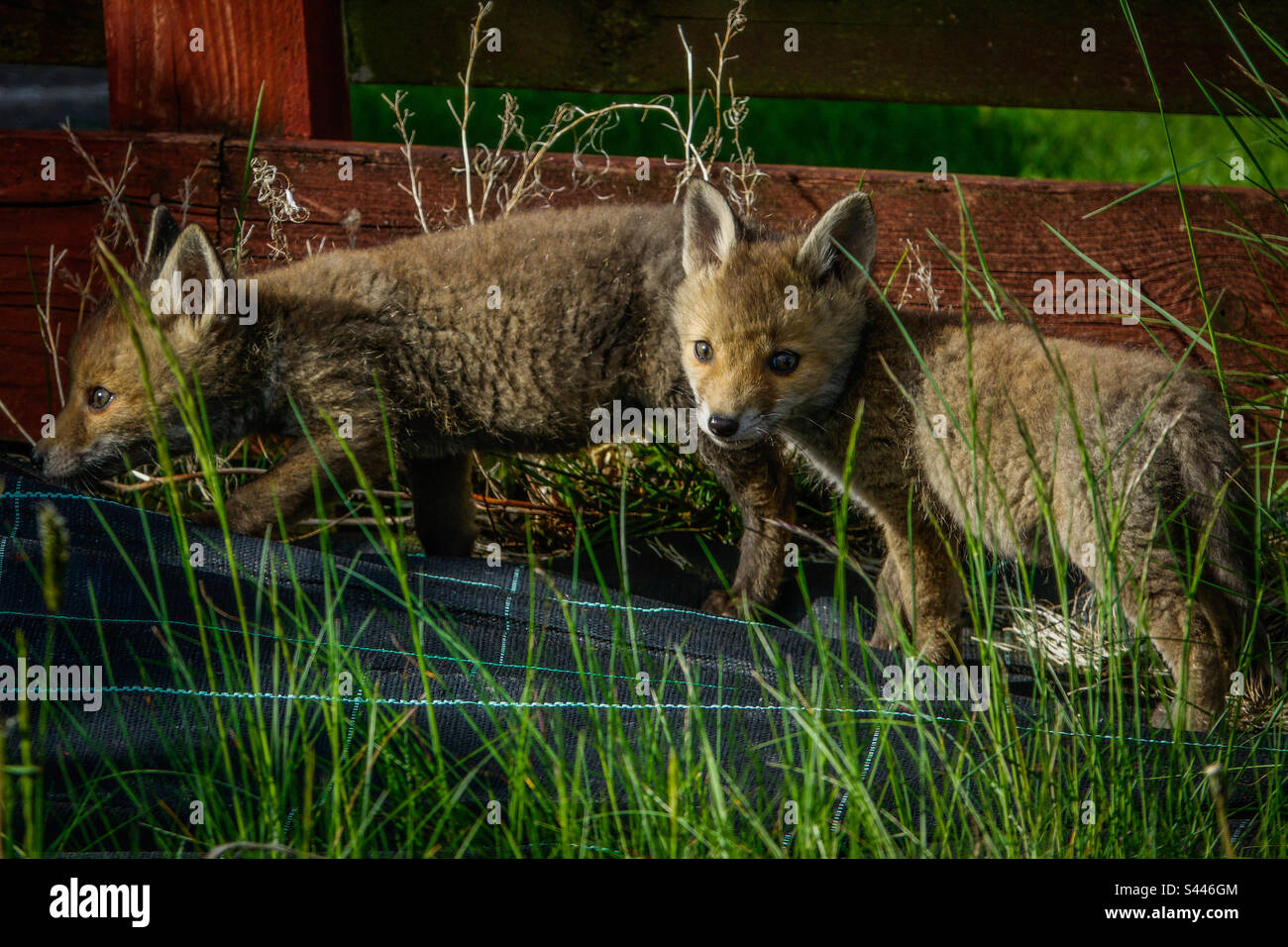 Volpi urbane - giovani cuccioli di volpe giocano in un giardino suburbano a Clarkston, Scozia Foto Stock