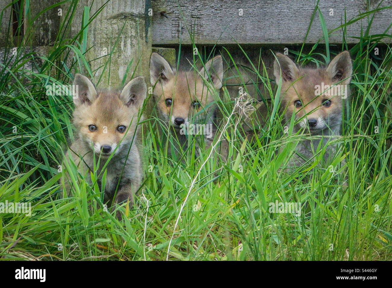 Volpi urbane - tre giovani cuccioli di volpe giocano in un giardino suburbano a Clarkston, Scozia Foto Stock