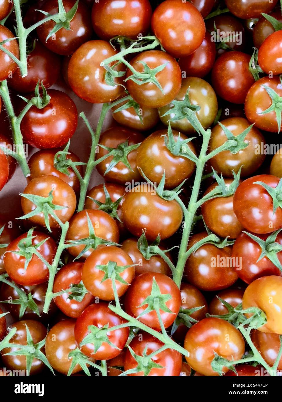 Pomodori di vite in vendita in un negozio di fattoria del Worcestershire Foto Stock