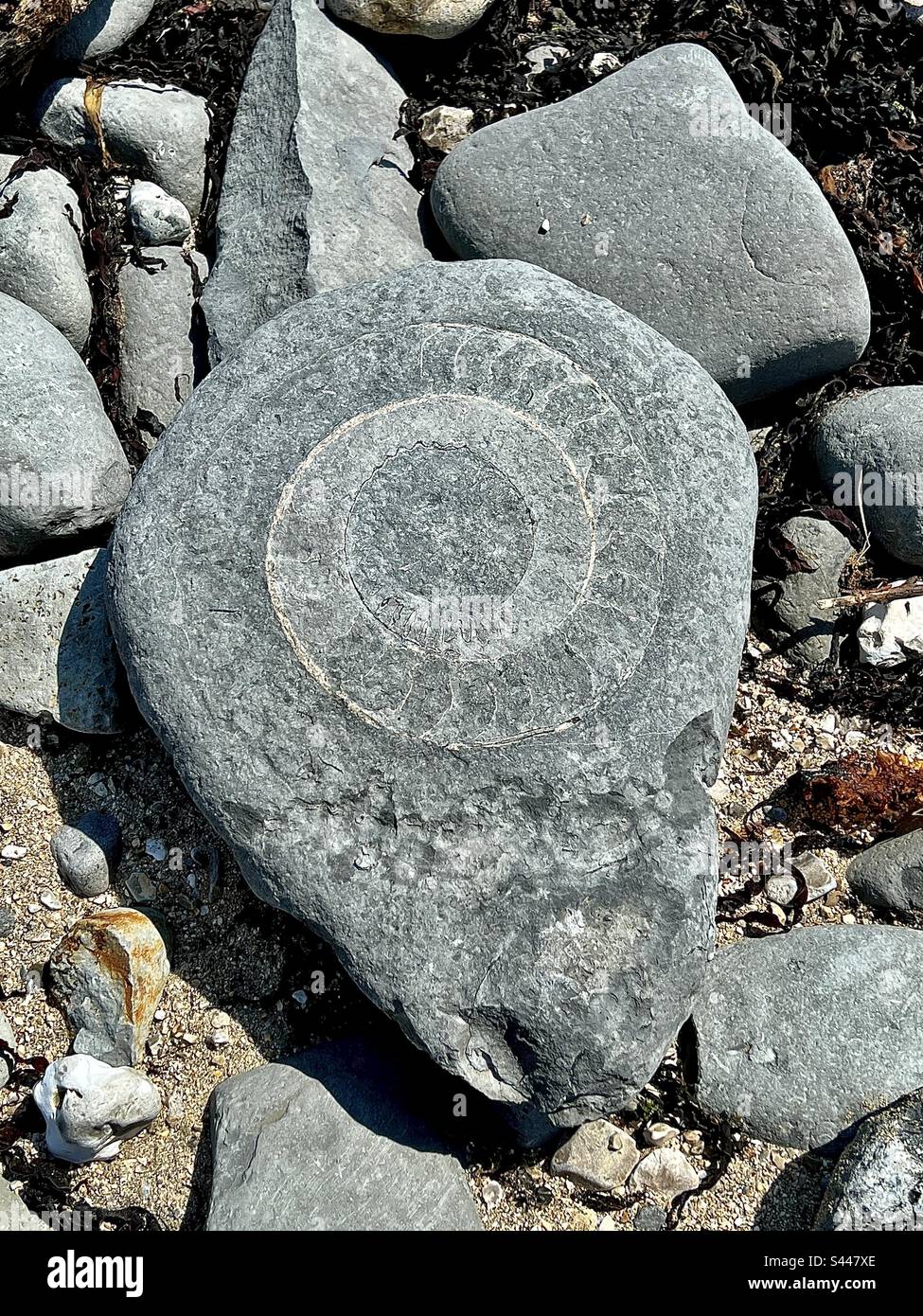 Fossile sulla spiaggia nella costa Jurassic, Lyme Regis, Dorset, Inghilterra in estate Foto Stock