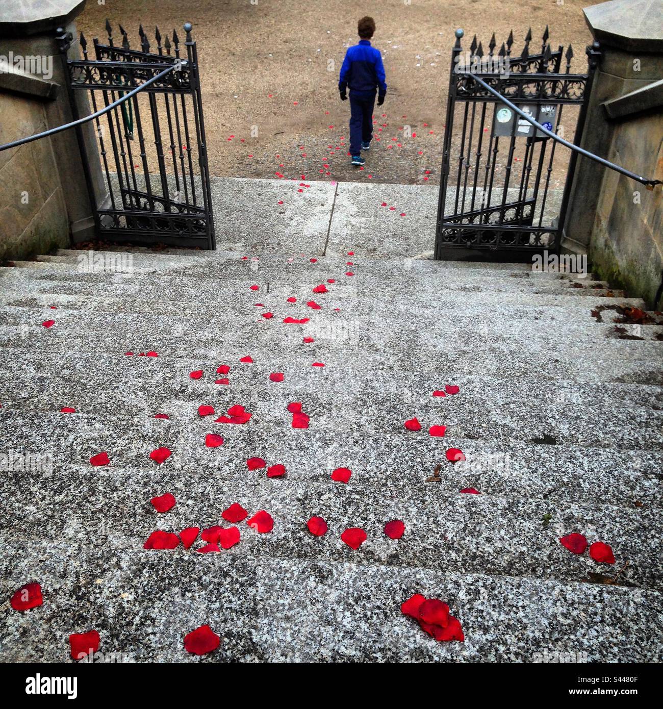Un giovane adolescente che cammina da solo attraverso un memoriale di guerra mondiale vicino al giorno della memoria con gradini coperti di papaveri rossi Foto Stock