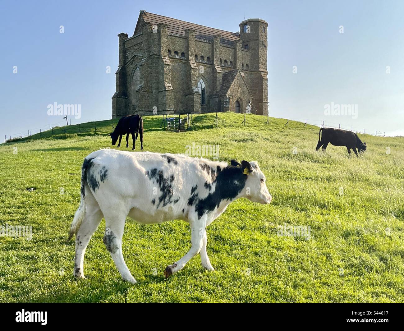 Mucche pascolano e camminano di fronte alla Cappella di Santa Caterina, Abbotsbury, Dorset, Inghilterra in una calda serata estiva Foto Stock