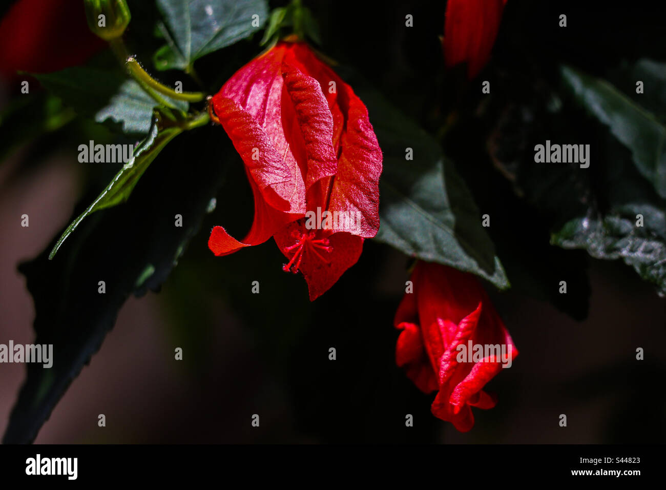 Glitter di fiori immagini e fotografie stock ad alta risoluzione - Alamy