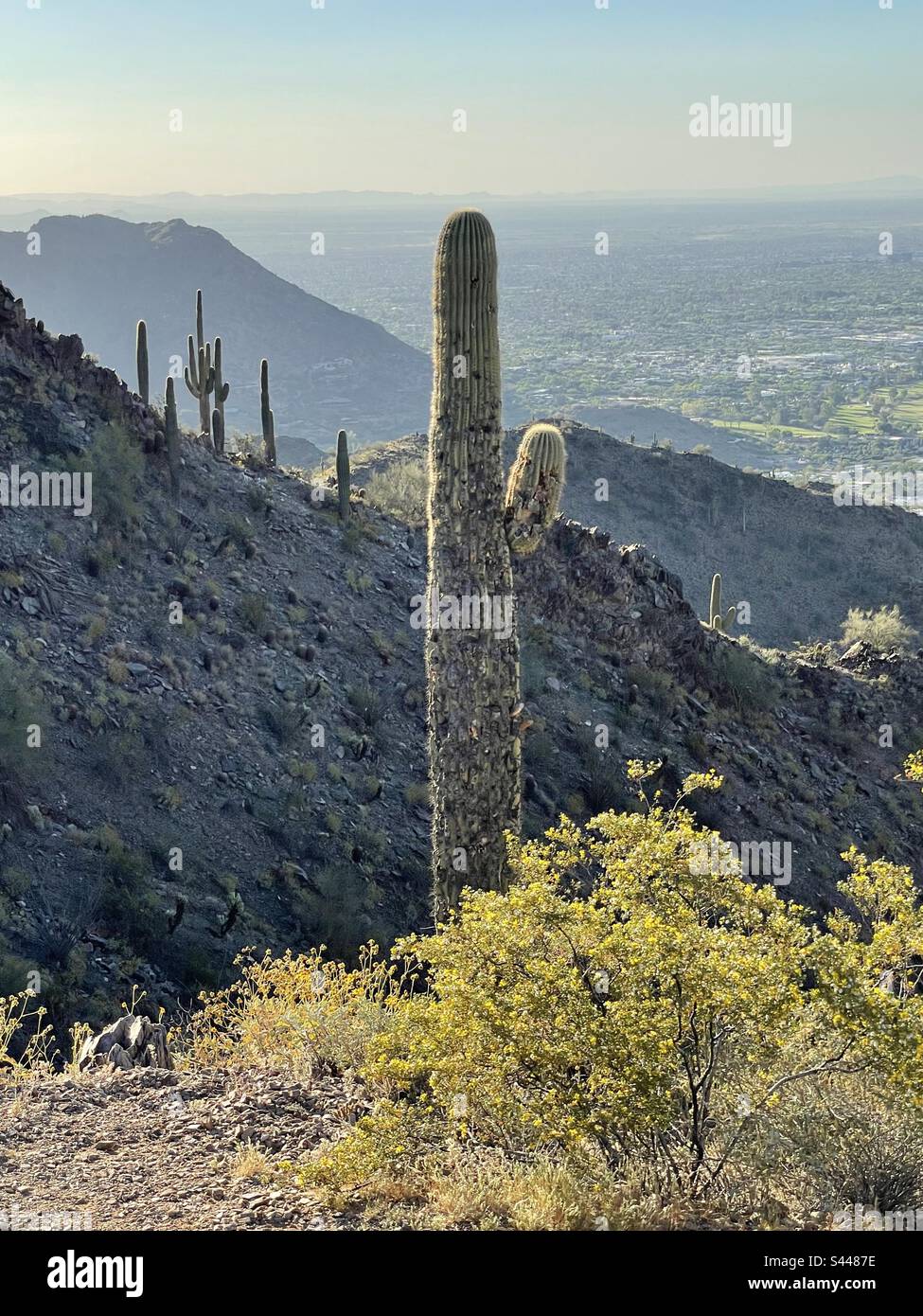 Sentinelle Saguaro su creste di montagna, cespuglio di creosoto retroilluminato in fiore, luce del mattino presto, Phoenix Mountains Preserve, Sonoran Desert, Arizona Foto Stock