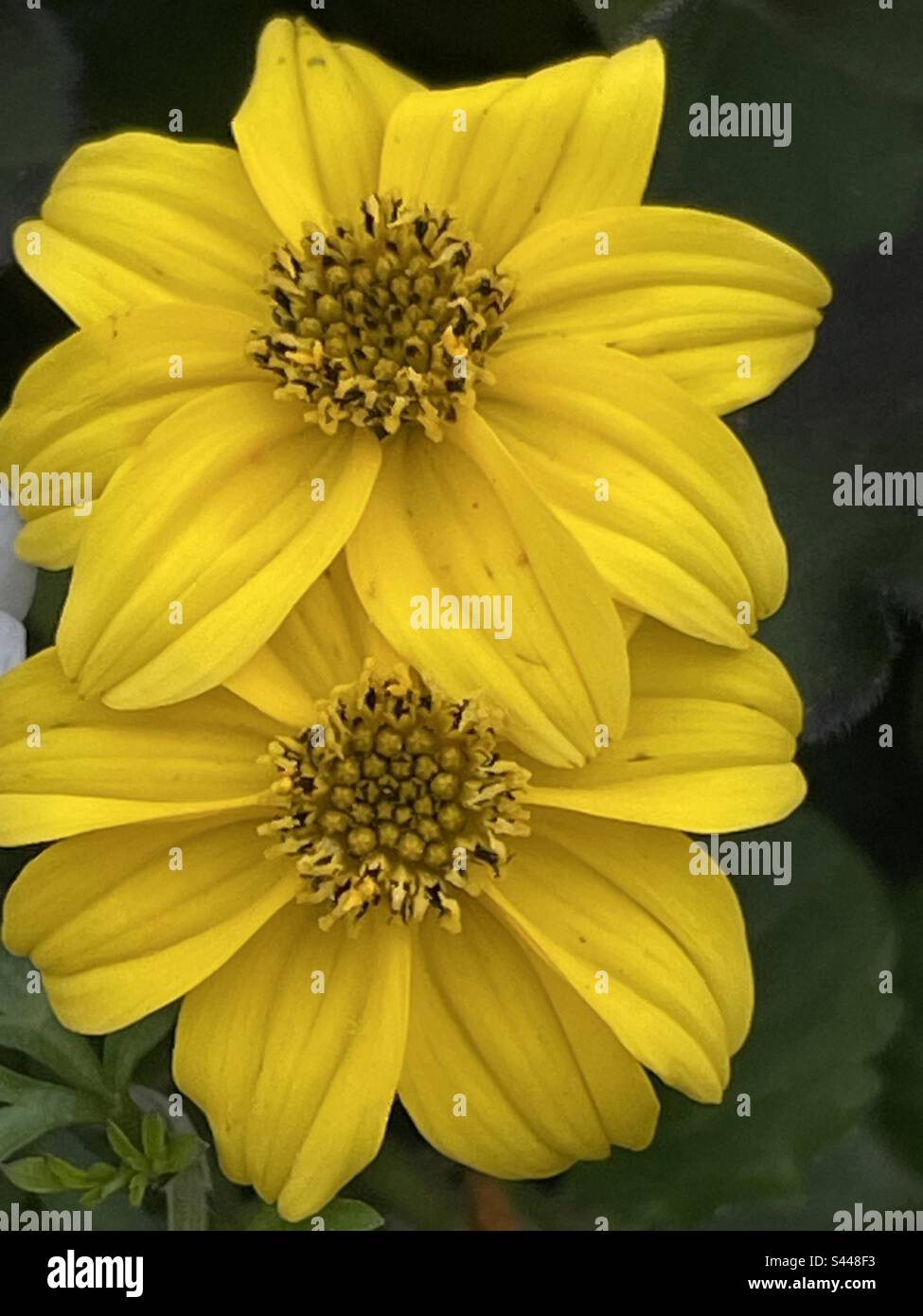Un bellissimo duo giallo di margherite come fiori Foto Stock