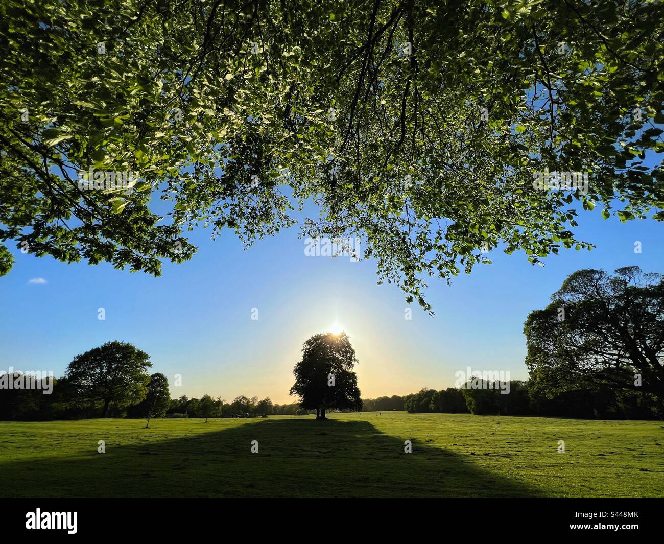 Albero che getta la lunga ombra dal sole serale in Astley Park, Chorley Foto Stock