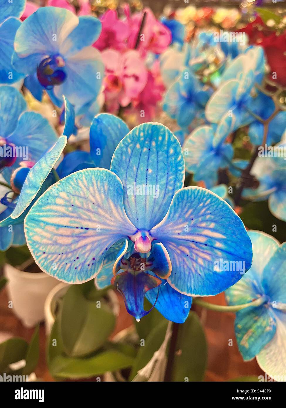 Iris blu - Immagine stock catturata con smartphone