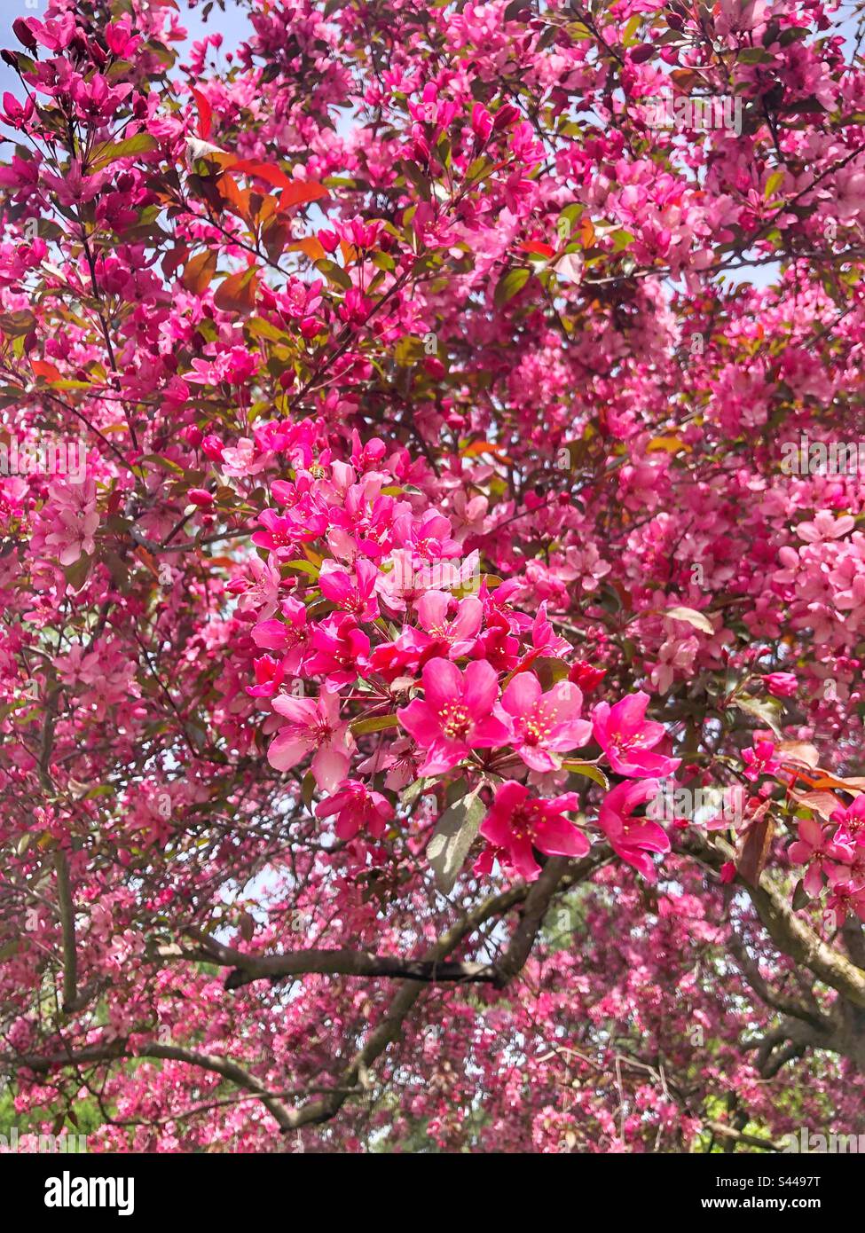 Vivaci fiori di primavera magenta. Foto Stock