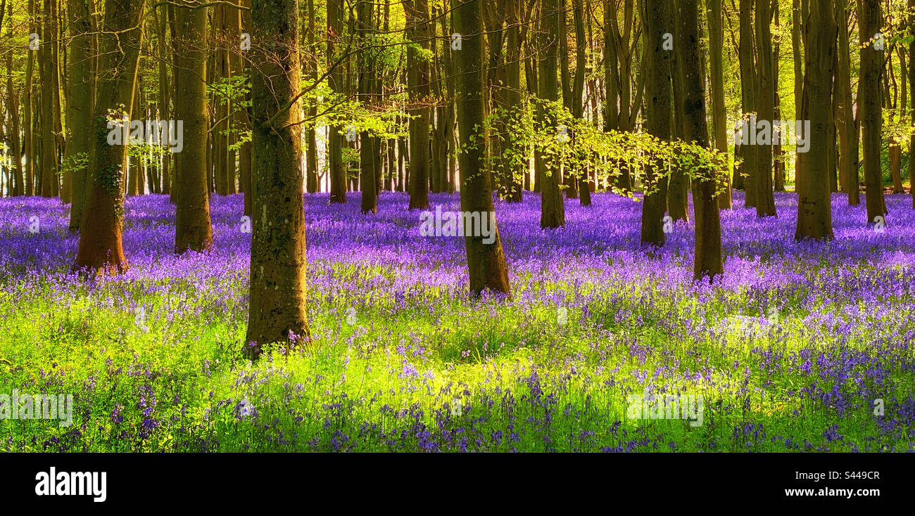 Un'iconica scena primaverile dei boschi britannici dall'inizio di maggio - le bluebells (Hyacinthodes non-scripta). Molti considerano queste scene come alcune delle migliori che il paesaggio britannico ha da offrire. ©️ C.HOSKINS. - Immagine stock catturata con smartphone