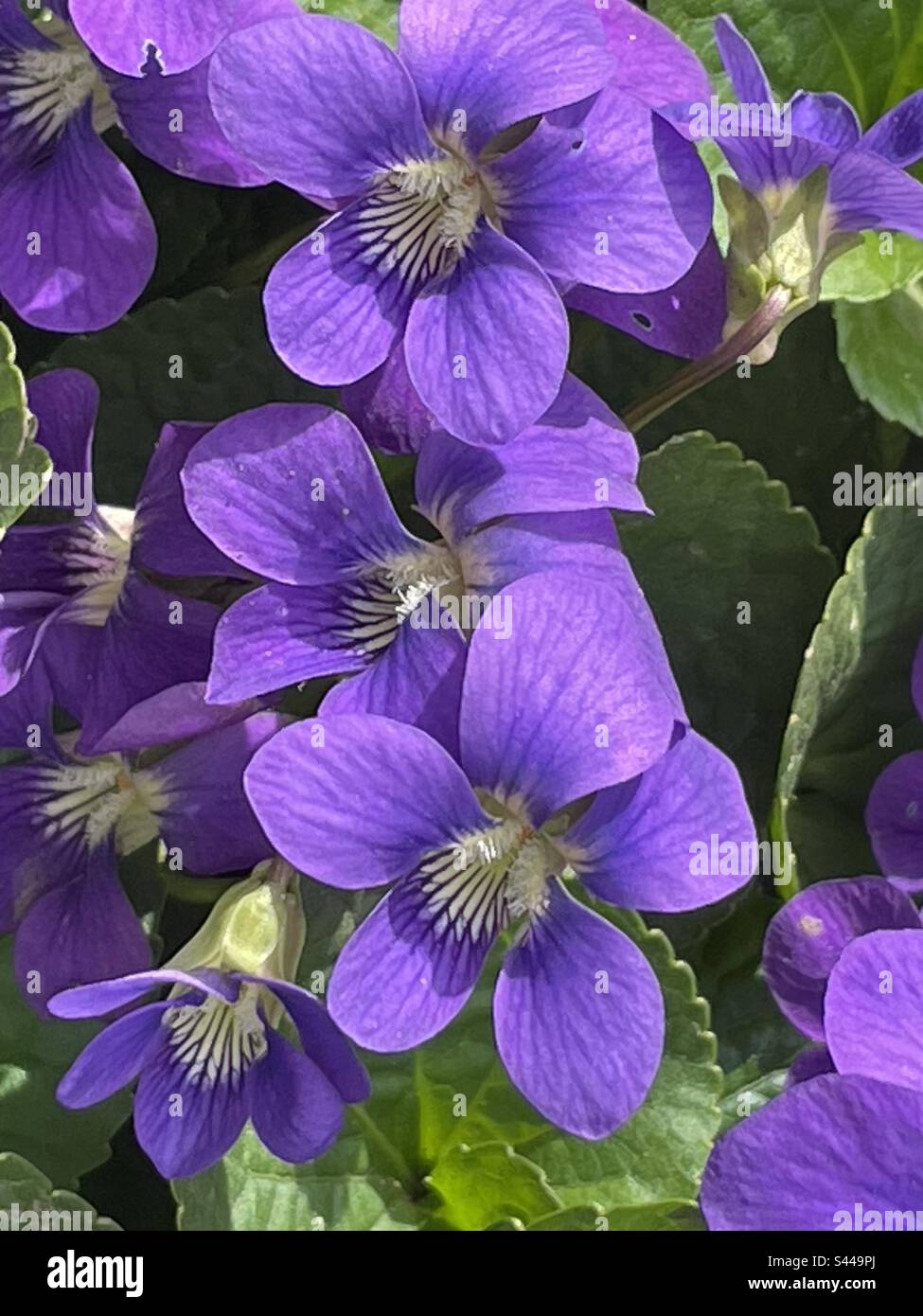 Splendido gruppo di fiori viola nel mio giardino Foto Stock