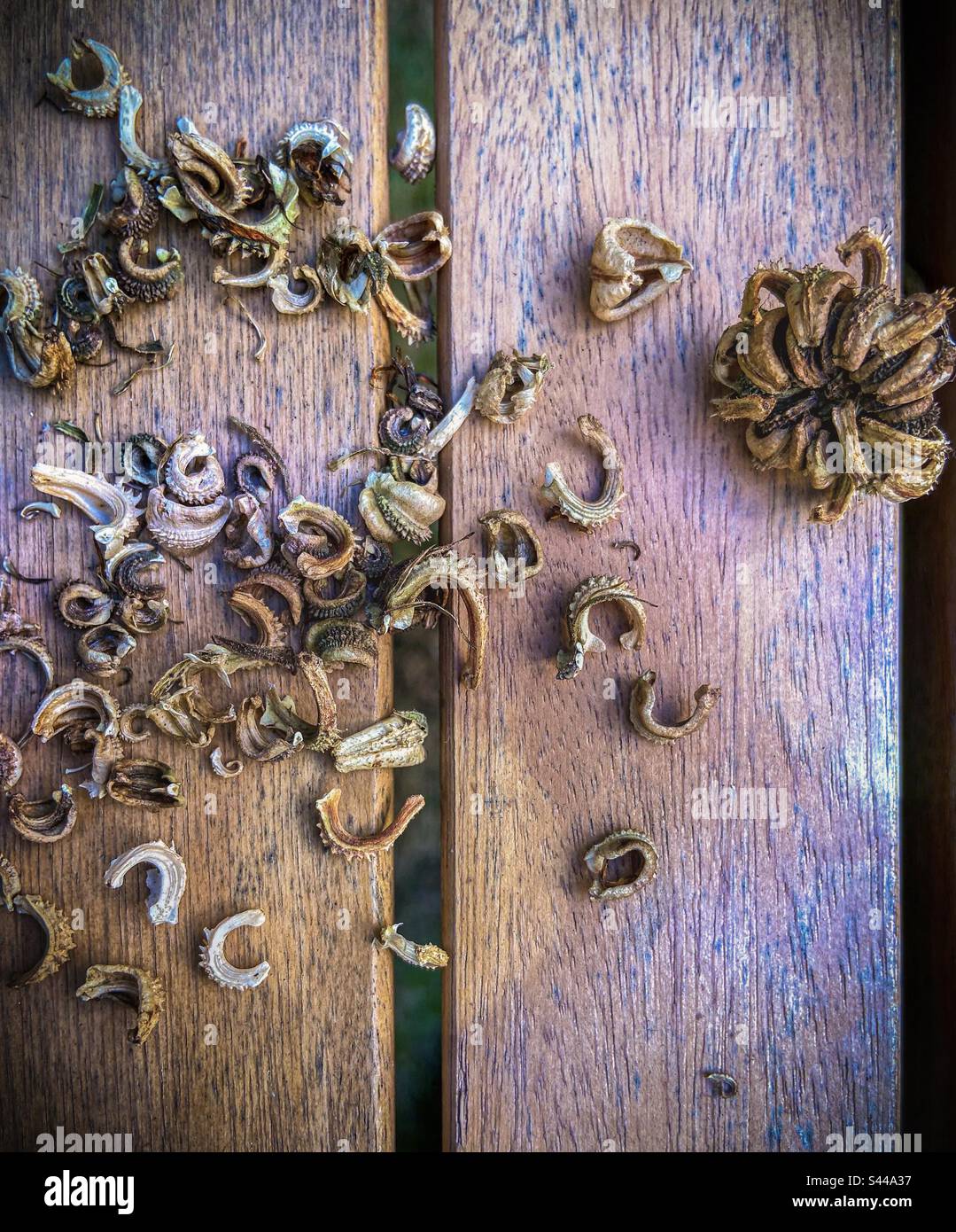 Assortimento di calendula essiccata, vasetto marigold, semi e testa di semi raccolti in autunno visto dall'alto su una vecchia tavola di legno. Serie di raccolta di semi di giardinaggio organico. Foto Stock