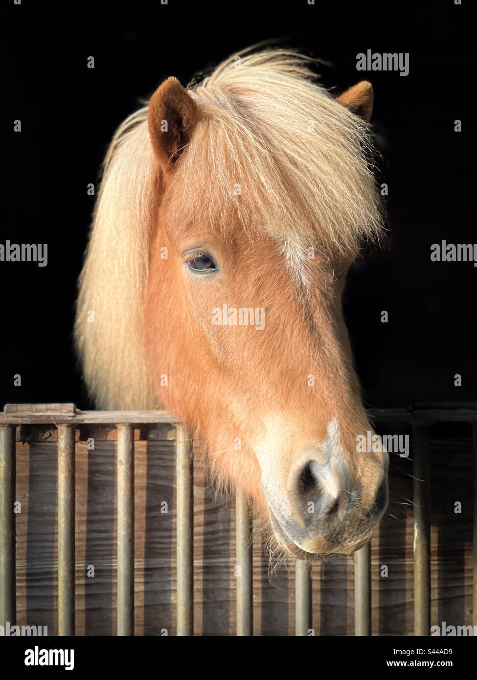 Un bel cavallo islandese mare Foto Stock