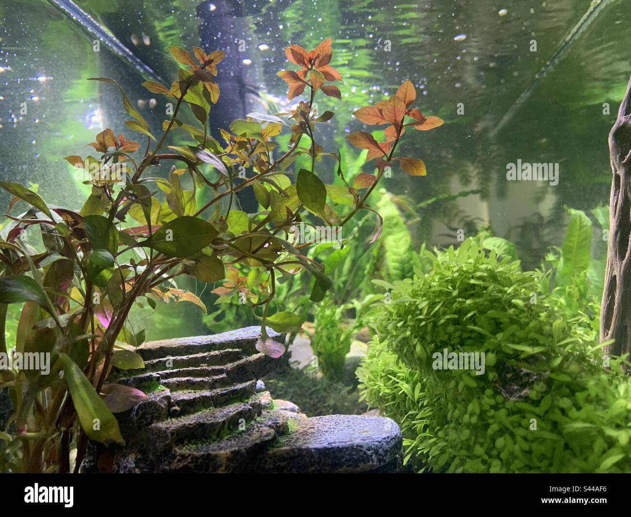 serbatoio subacqueo acquascape scala piantato serbatoio di pesce con scala e flora colorata Foto Stock