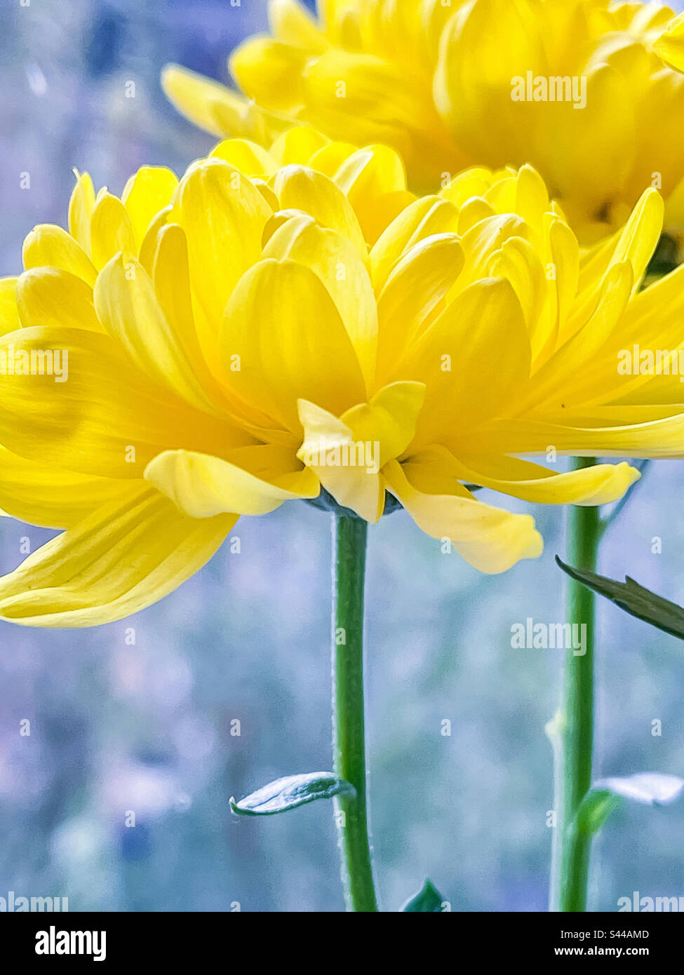 Primo piano di due fiori gialli di crisantemo contro la finestra di vista della mattina nebbia. Colori vivaci in una giornata di nebbia. Foto Stock