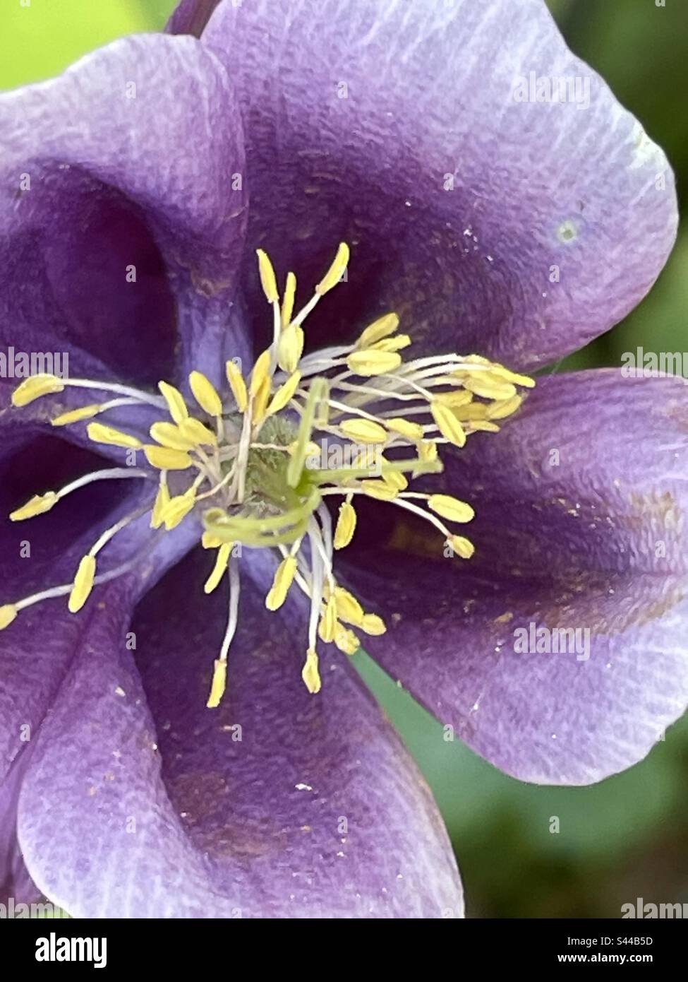 Grazioso fiore viola con un centro eccezionale Foto Stock