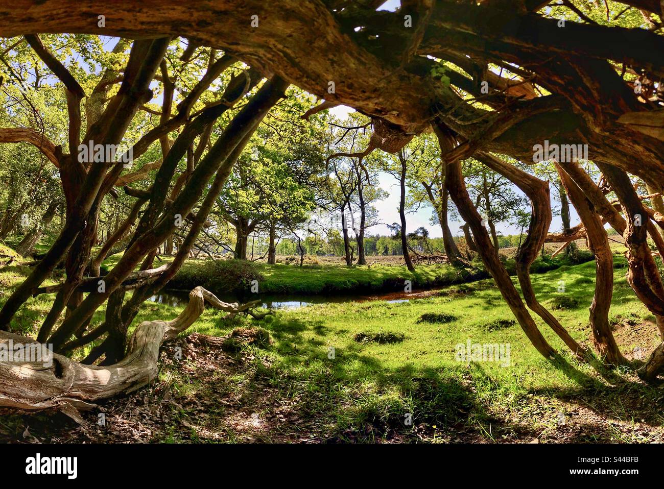 Survival rifugio vista del ruscello e brughiera nella New Forest vicino Brockenhurst Hampshire Regno Unito Foto Stock