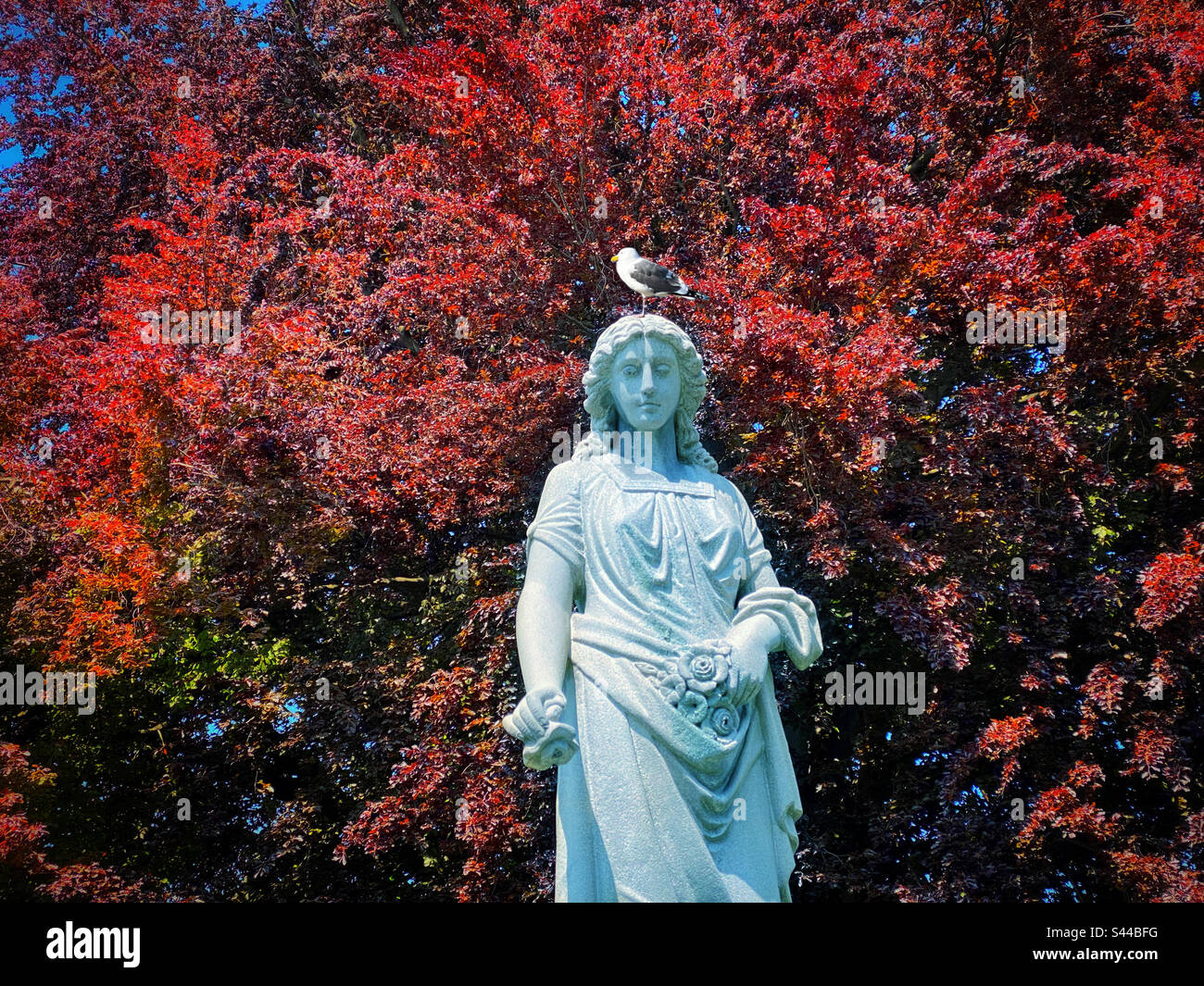 Gabbiano in piedi su una gamba sulla testa di una statua di fronte ad un faggeto di rame Foto Stock