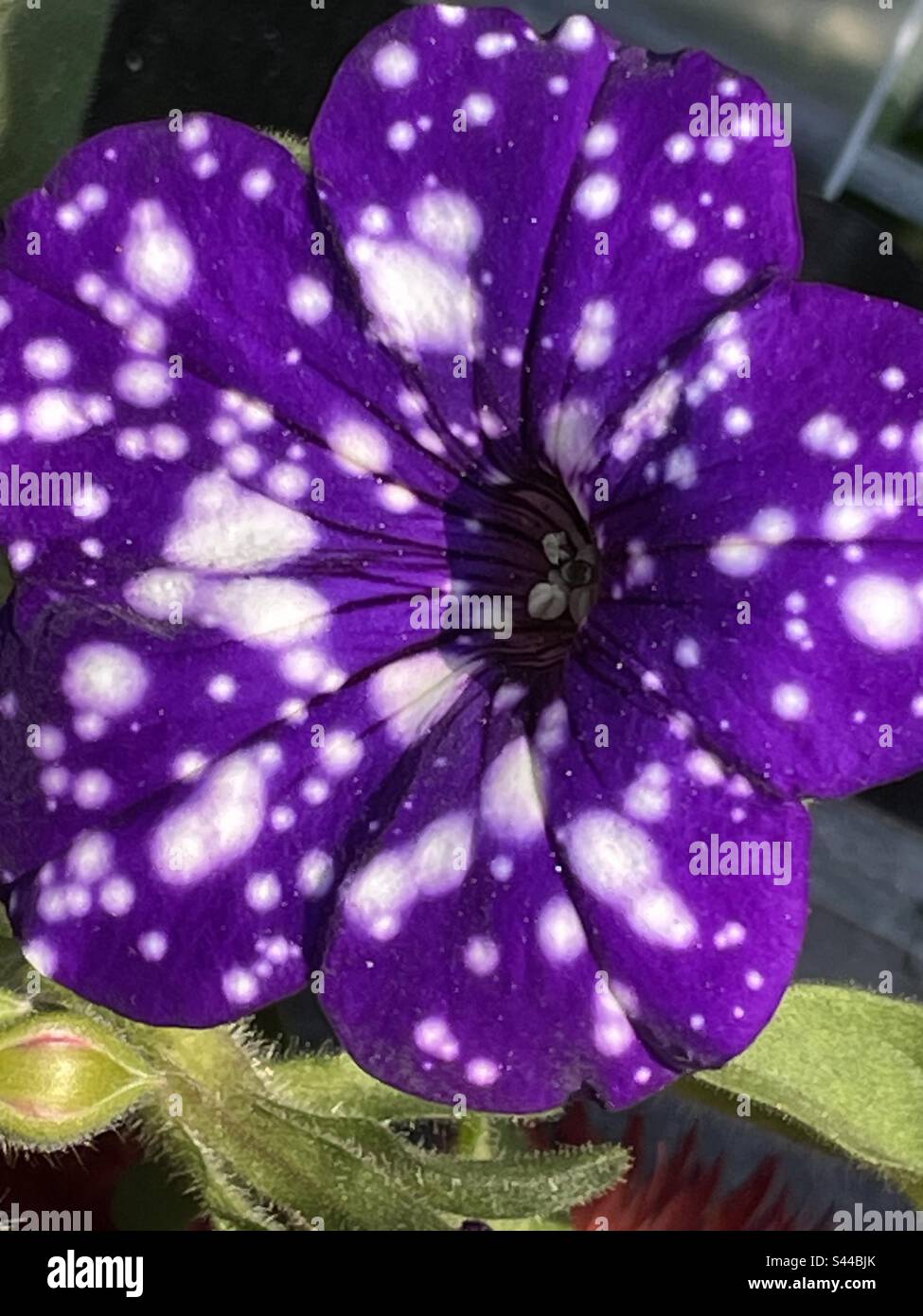 Così flashy e insolitamente stupendo questo fiore è viola con le macchie bianche Foto Stock