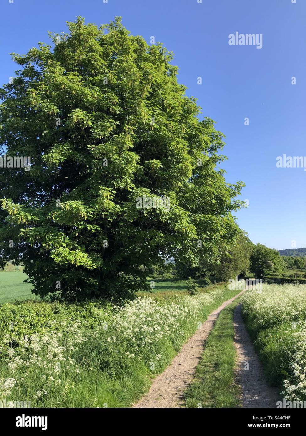 Una corsia di campagna in tarda primavera, Masham, North Yorkshire, Inghilterra, Regno Unito - Immagine stock catturata con smartphone