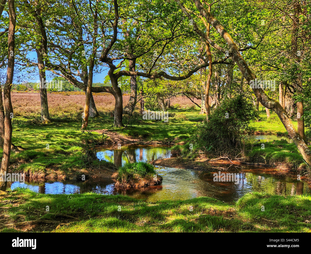 Torrente tortuoso che scorre tra una foresta di querce e brughiere nella New Forest Brockenhurst Hampshire Regno Unito Foto Stock