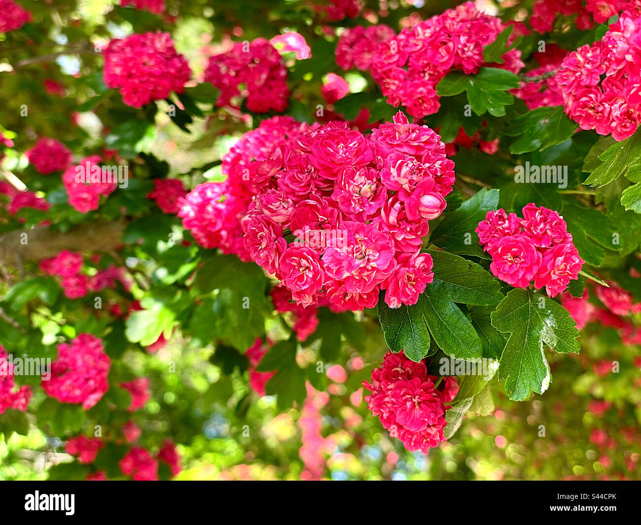 grandi gruppi di fiori rosa in primo piano Foto Stock