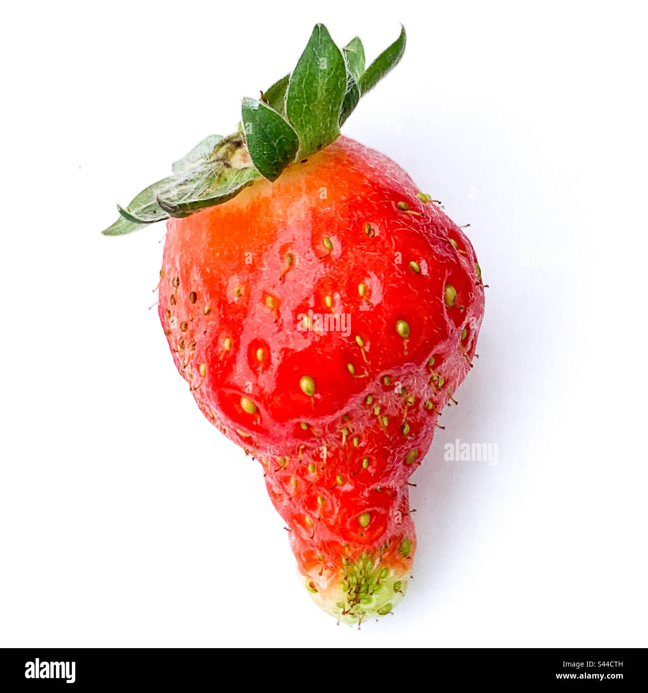 Fragola meravigliosa su sfondo bianco - frutta biologica Foto Stock