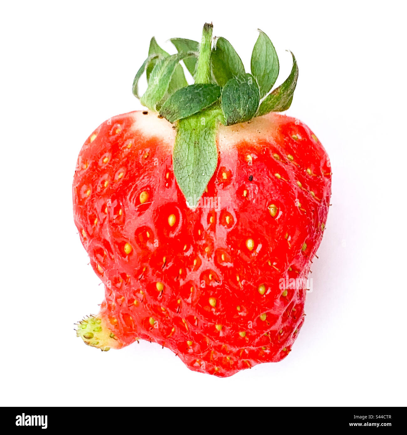 Fragola meravigliosa su sfondo bianco - frutta biologica Foto Stock