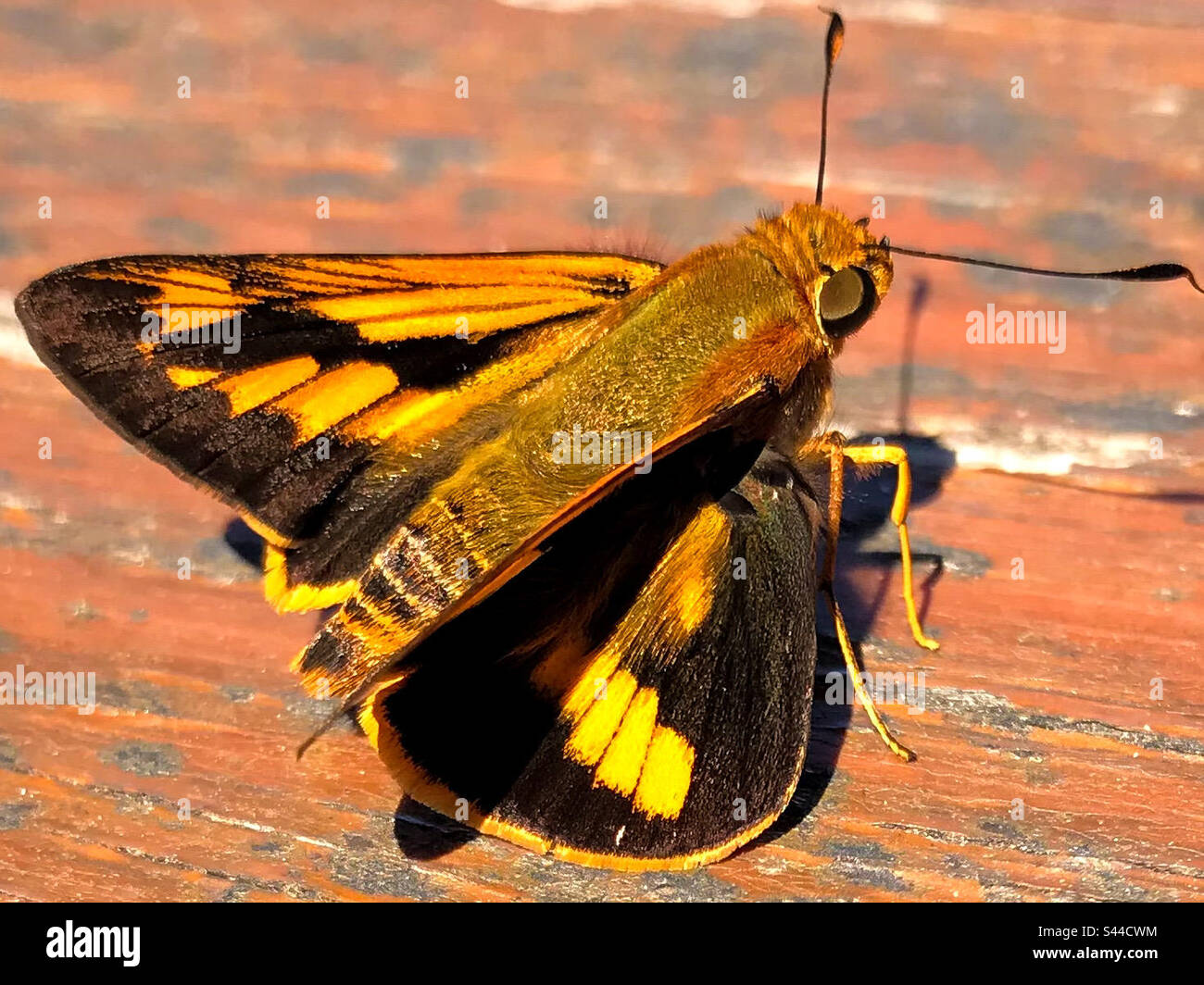 Piccola butterfly - Immagine stock catturata con smartphone